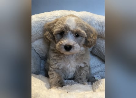 Sehr schöne und gesunde Maltipoo Welpen