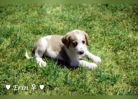 Eckie, Emma, Enya und Erin suchen ihre Familien ab Oktober