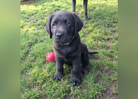 1 Labrador Welpe Rüde mit Ahnentafel