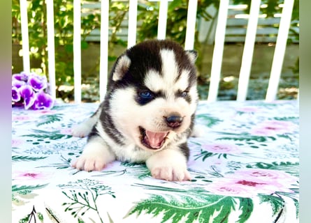 FCI Pedigree Blue Eyed Black & White Siberian Husky Champion Puppy