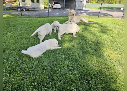 Reinrassige Golden Retriever Welpen