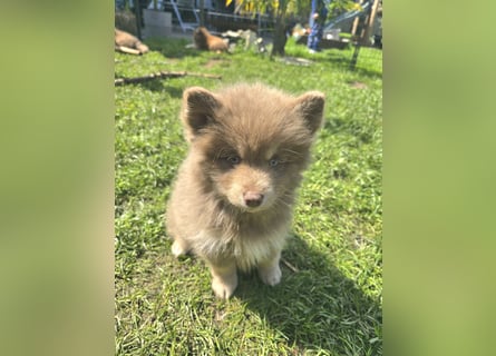 Zauberhafte Pomsky Welpen suchen ihr neues Zuhause! (ab 22.05.2025)