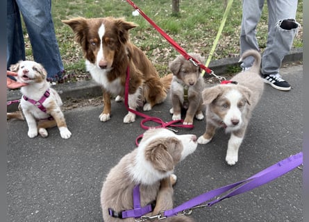 Reinrassige Australian Shepherd Welpen