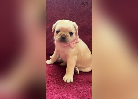 Mops Welpen ( noch 2 Rüde)