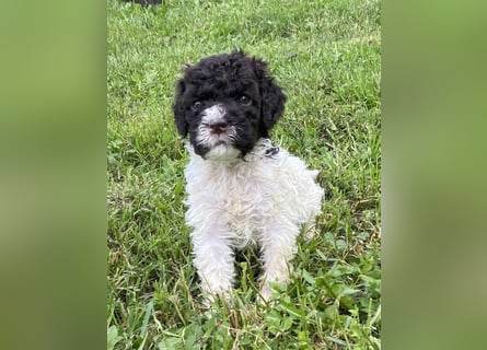 Lagotto Romagnolo, Welpen von ausgezeichneter Qualität