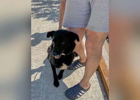 Schwarze Schönheit BELLA sucht ihre Menschen