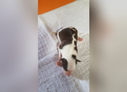 Border Collie Welpen