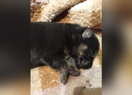 Osteuropäische Schäferhund Welpen