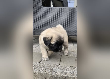 Mops Welpen  ( Altdeutsche )