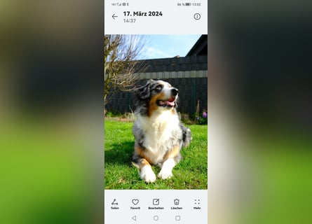8 Australian Sheperd Welpen