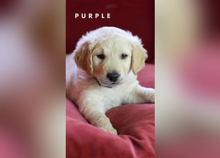 Goldendoodle - Welpen [Double-Doodle]