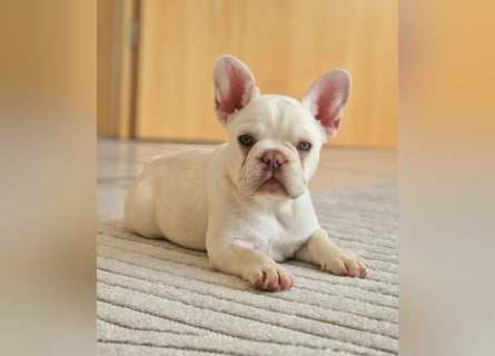 Französische Bulldogge TOP Qualität Platinum Lilac/Tan
