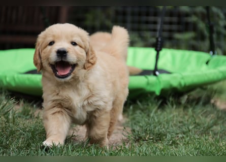 Golden Retriever Welpen vom Thüringer Wald