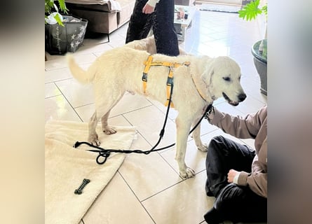 Francesco - Wo sind die Freunde von großen, gemütlichen Hunden