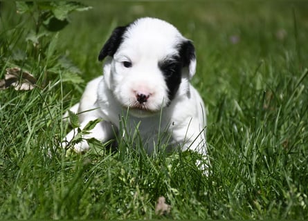 traumhaft hübscher Tibet Terrier Welpen aus erfahrender Zucht  sind geboren dürfen im Juni ausziehen