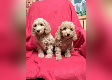 Goldendoodle F1b in Medium