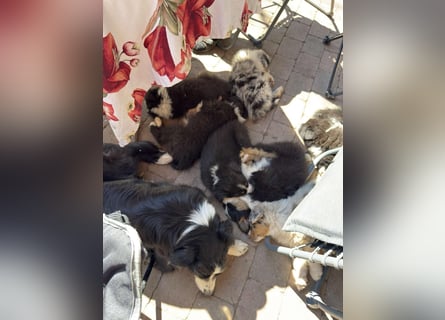 Australian Shepherd Welpen