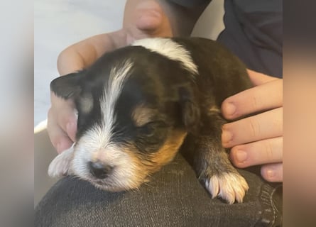 Mini American Shepherd / Mini Aussie