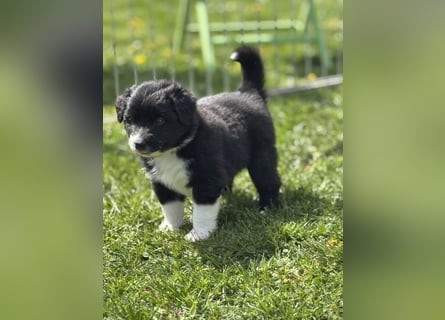 Australian Shepherd Welpen in  Black Bi