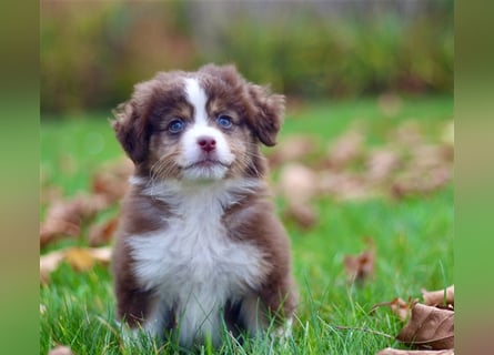 Traumhafte Mini Australian Shepherd Welpen suchen ab sofort ein liebevolles Zuhause