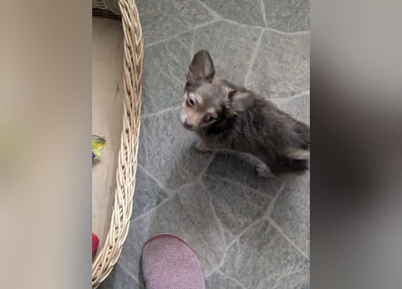 Chihuahua Rüden