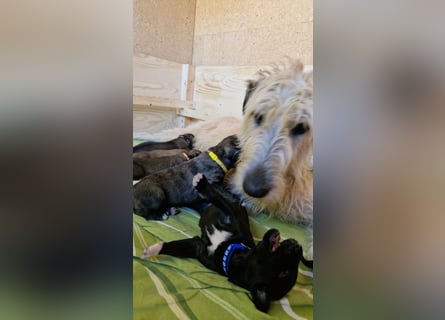 Irish Wolfhound Welpen