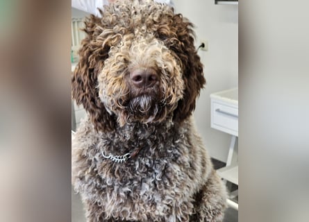 Lagotto Romagnolo welpen