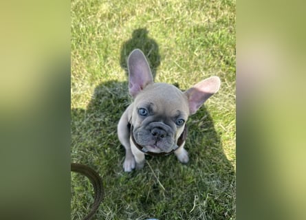 Schmusehund sucht neues liebevolles Zuhause