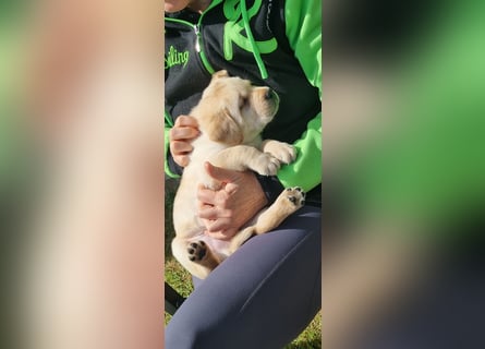 Labrador Welpen mit Ahnentafel, abzugeben ab Mitte /Ende Mai
