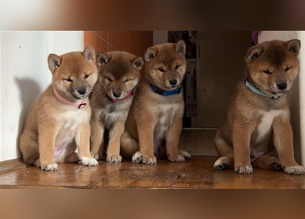 Hervorragender Shiba-Inu-Wurf mit hervorragendem Ausstellungspotenzial
