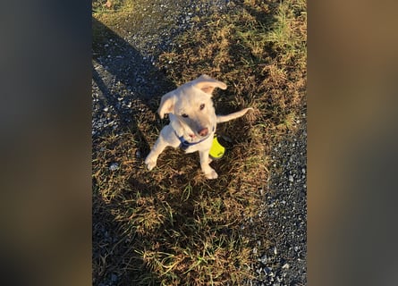 Hollybaby sucht Zuhause  ungeimpft
