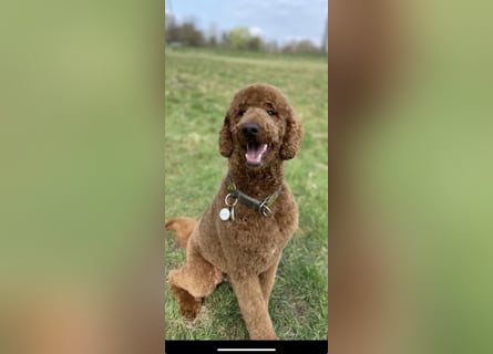 Goldendoodle F1bb Welpen -Liebevoll aufgezogen!