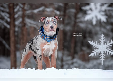 American bully xl/xxl mit Abkc Papieren