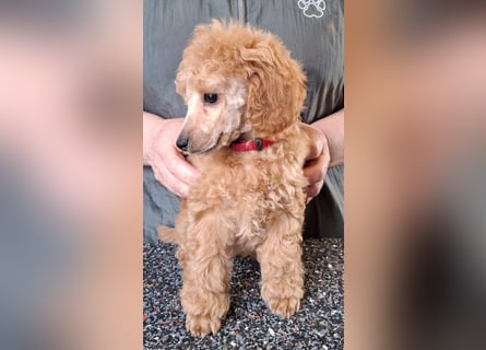 Zuckersüsser Kleinpudel Welpe - Hündin fawn/apricot