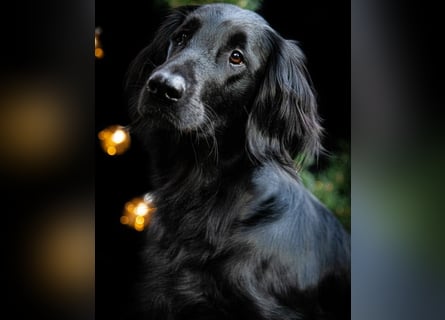 C - Wurf Flat Coated Retriever 2025