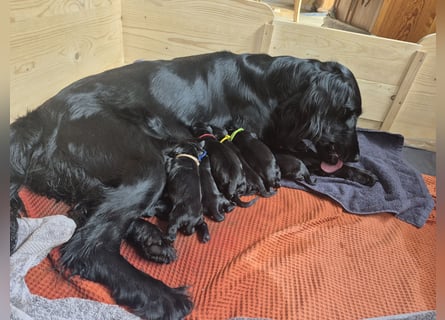 Schwarzer Flat Coated Retriever Rüdenwelpe