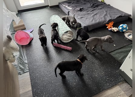 Deutsche Dogge Welpen