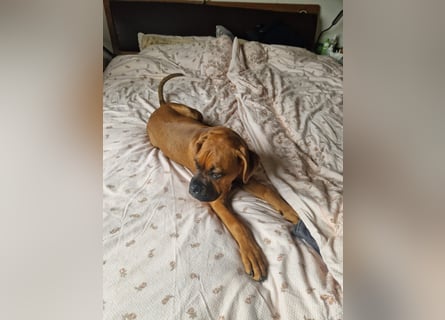 Wunderschöne Boxerwelpen!