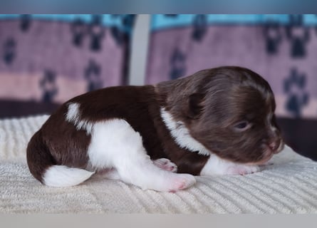 Bezaubernde Welpen aus Bolonka Zwetna und Pomeranian (Zwergspitz)