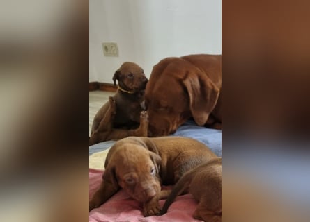 Rhodesian Ridgeback Welpen mit Papieren -Livernose-