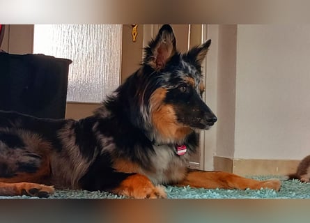 Wurfankündigung Australian shepherd welpen Mitte Mai