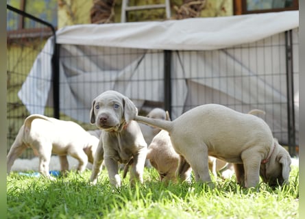 Weimaraner-Mix Welpen aus liebevoller Verpaarung – 12 kleine Wunder suchen ihr Zuhause