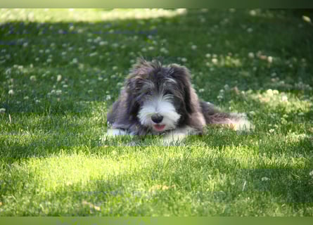 Bearded Collie , 1 Mädchen ist bereit für die Welt!