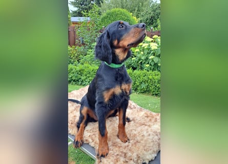Gordon Setter Mädchen Sheila und Scarlett suchen nette Kuschelpartner