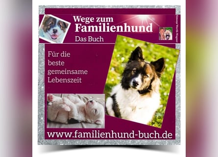 Welpe, Hund, Mischling, Rasse - Erziehung zum Familienhund - einfach gemacht