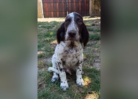 English setter Rüde
