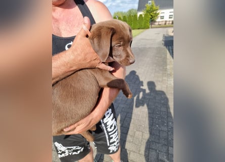 Zuckersüße Reinrassige Labrador Welpen suchen liebevolles Zuhause!