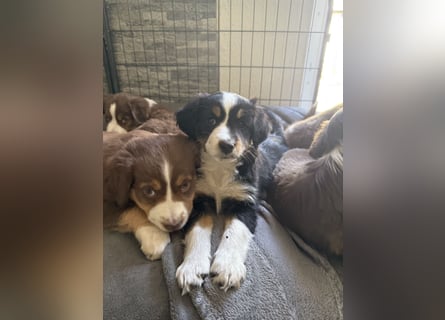 Mini Australien Shepherd Welpen suchen Traumzuhause