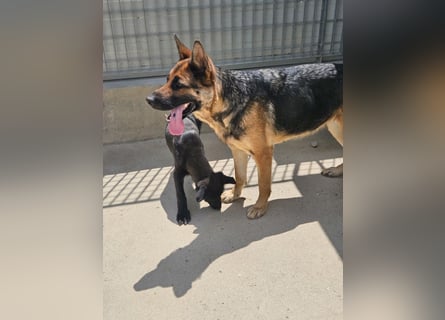 Gina: kennt das Leben in einer Familie