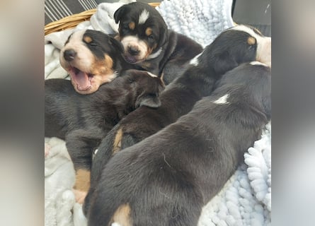 Schweizer Sennenhund Welpen